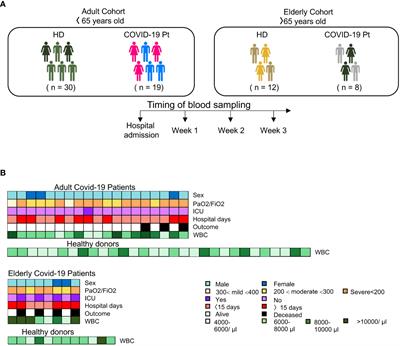 Age-dependent NK cell dysfunctions in severe COVID-19 patients